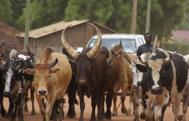 Roaming Cattle