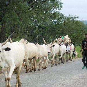 Fulani herdsmen